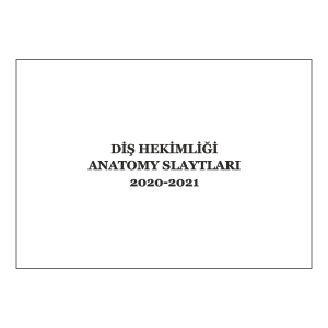 Diş-1 Anatomy Slaytları 2020-2021